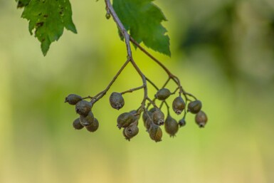 Sorbus torminalis haute-tige 6/8