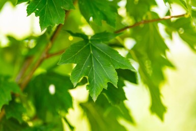 Sorbus torminalis haute-tige 6/8