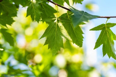 Sorbus torminalis haute-tige 6/8