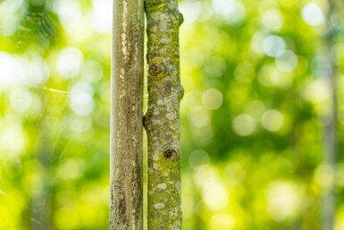 Sorbus torminalis haute-tige 6/8
