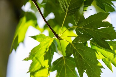 Sorbus torminalis haute-tige 6/8