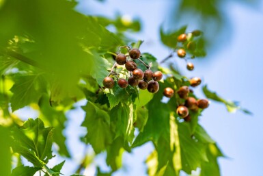 Sorbus torminalis haute-tige 6/8