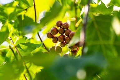 Sorbus torminalis haute-tige 6/8