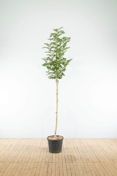 Sorbus 'Dodong' haute-tige 6/8