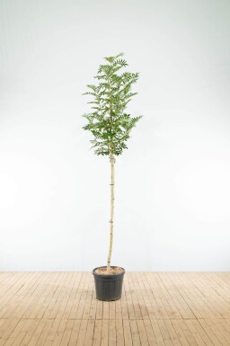 Sorbus 'Dodong' haute-tige 6/8