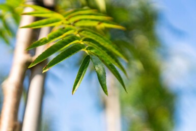Sorbus 'Dodong' haute-tige 6/8