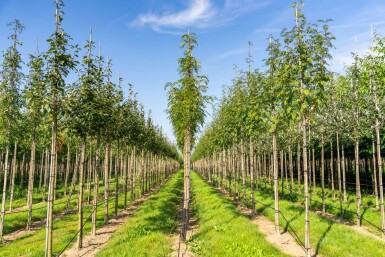 Sorbus 'Dodong' haute-tige 6/8