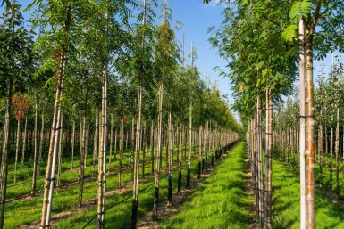 Sorbus 'Dodong' haute-tige 6/8
