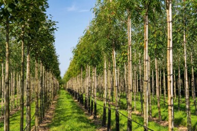 Sorbus 'Dodong' haute-tige 6/8