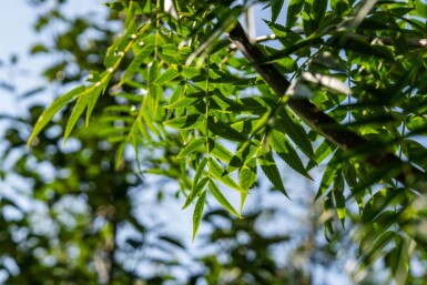 Sorbus 'Dodong' haute-tige 6/8