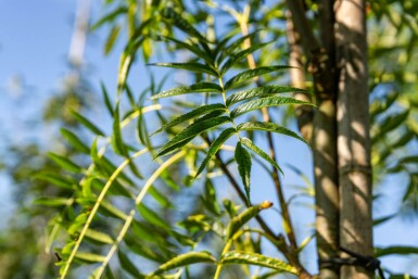Sorbus 'Dodong' haute-tige 6/8