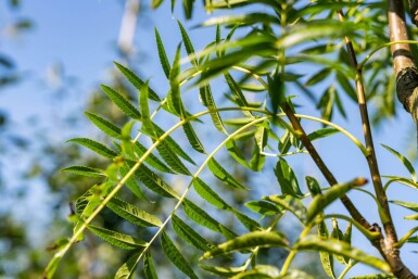 Sorbus 'Dodong' haute-tige 6/8