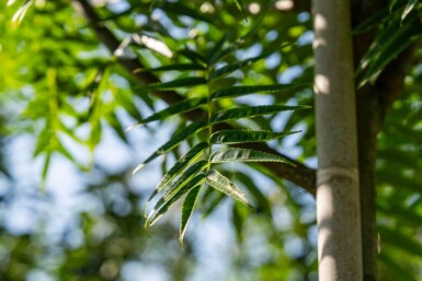 Sorbus 'Dodong' haute-tige 6/8