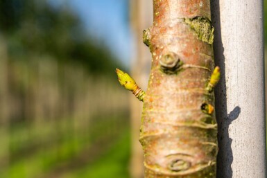 Sorbus 'Dodong' haute-tige 6/8
