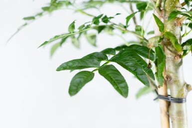 Sorbus 'Dodong' haute-tige 6/8