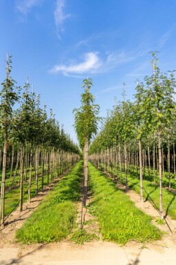 Sorbus 'Dodong' haute-tige 6/8