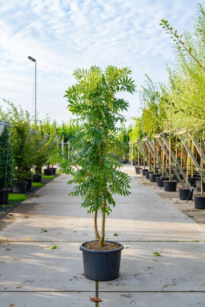 Sorbus 'Dodong' cépée 150-175