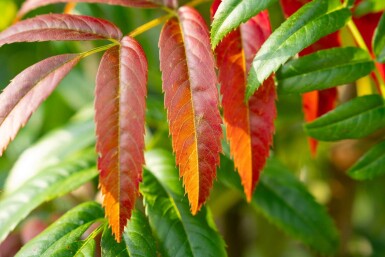 Sorbus 'Dodong' cépée 150-175