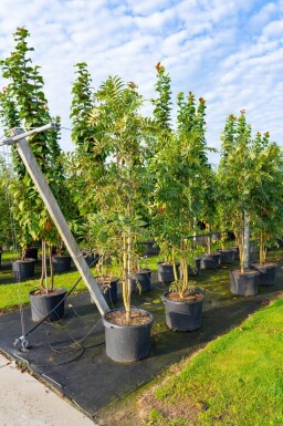 Sorbus 'Dodong' cépée 150-175