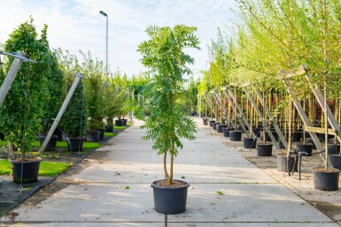 Sorbus 'Dodong' cépée 150-175