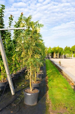 Sorbus 'Dodong' cépée 150-175