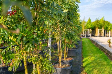 Sorbus 'Dodong' cépée 150-175