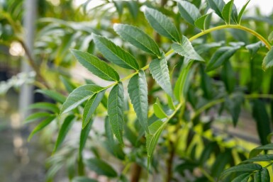 Sorbus 'Dodong' cépée 150-175