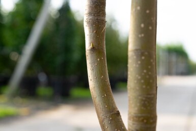 Sorbus 'Dodong' cépée 150-175