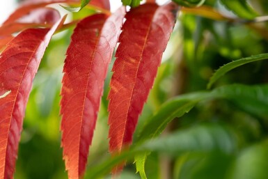 Sorbus 'Dodong' cépée 150-175