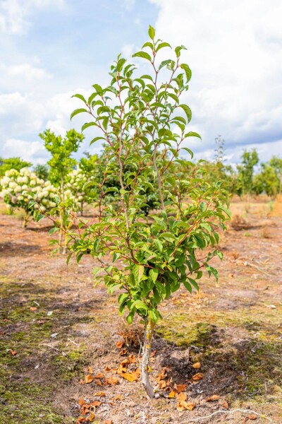 Stewartia pseudocamellia cépée