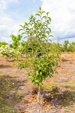 Stewartia pseudocamellia cépée