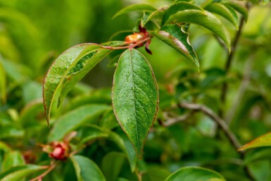 Stewartia pseudocamellia cépée