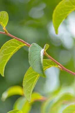 Stewartia pseudocamellia cépée