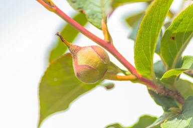 Stewartia pseudocamellia cépée
