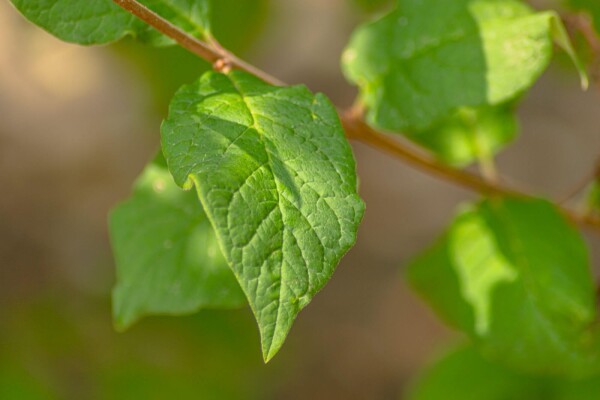 Syringa josikaea haute-tige 10/12