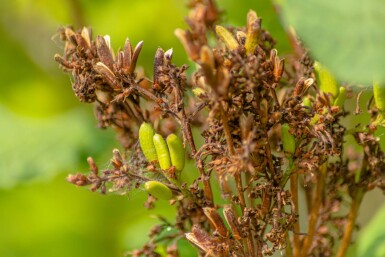 Syringa josikaea haute-tige 10/12