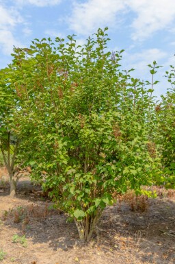 Syringa josikaea cépée