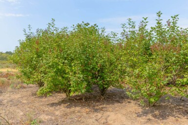 Syringa josikaea cépée
