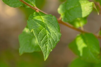 Syringa josikaea cépée
