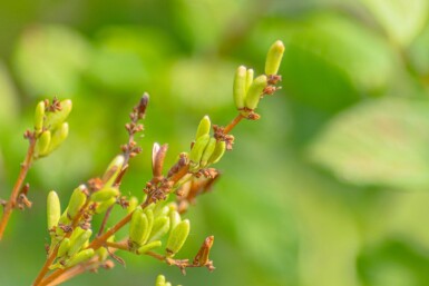 Syringa josikaea cépée