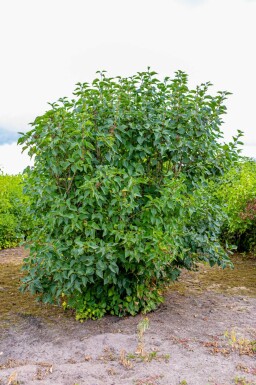 Syringa vulgaris cépée
