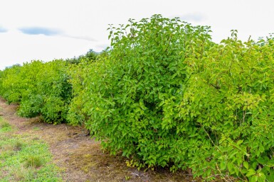 Syringa vulgaris cépée
