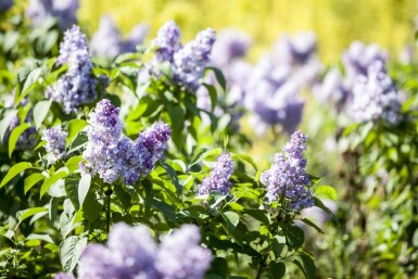 Syringa vulgaris cépée 200-250