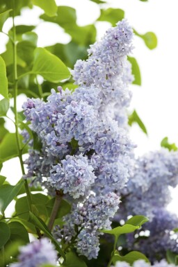Syringa vulgaris cépée 200-250