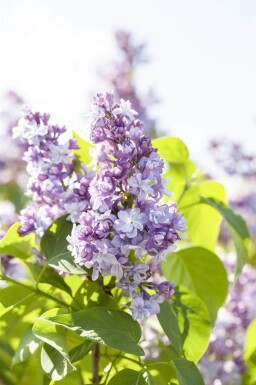 Syringa vulgaris cépée 200-250