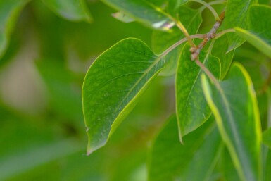 Syringa vulgaris cépée 200-250