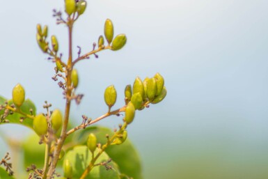 Syringa vulgaris cépée 200-250