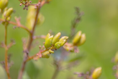 Syringa vulgaris cépée 200-250