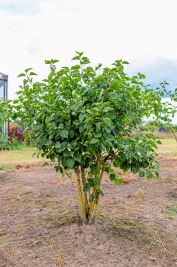 Syringa vulgaris 'Belle de Nancy' cépée
