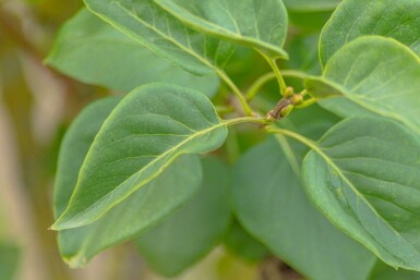 Syringa vulgaris 'Belle de Nancy' cépée
